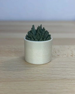 Kaktus špičatý - clicker